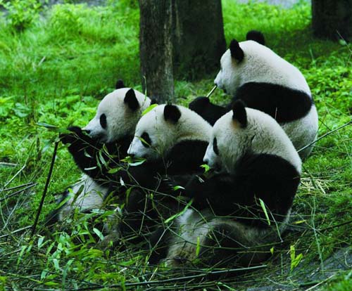 Panda Base and Wuhou Temple 1 Day Tour
